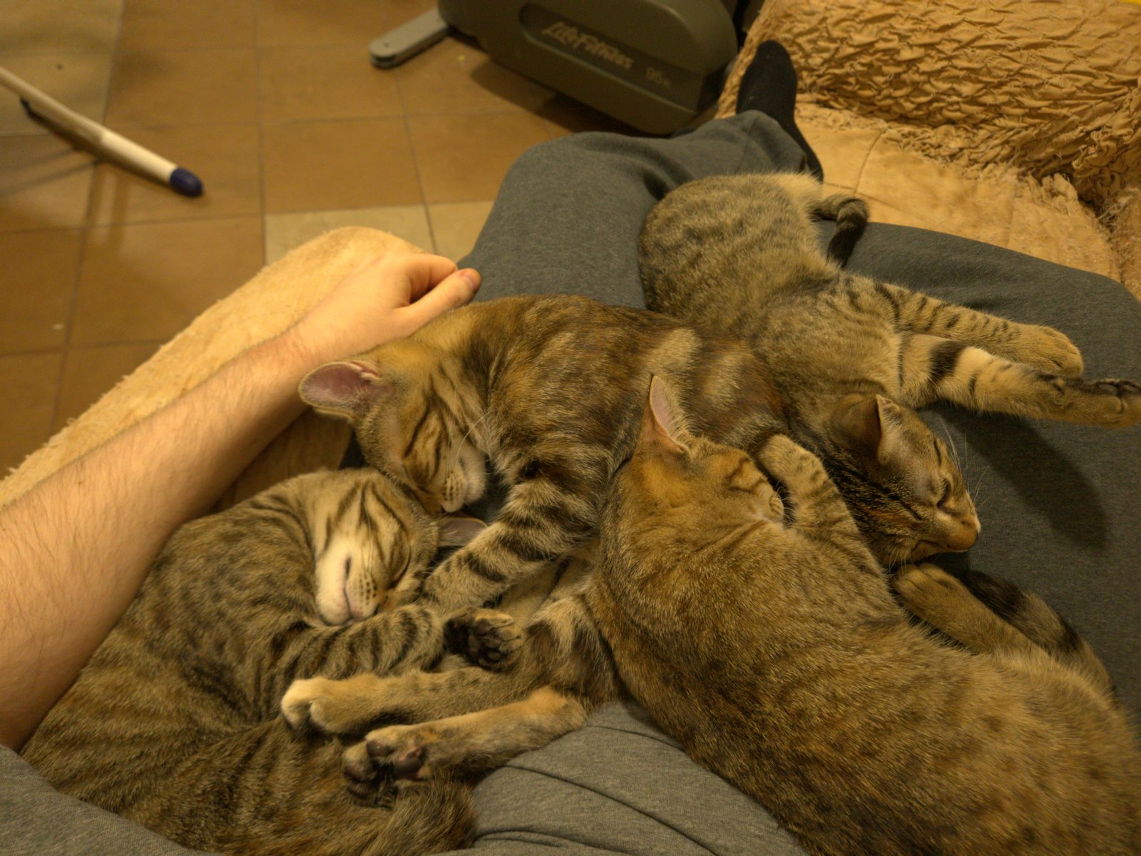 The whole litter asleep in a pile on a lap