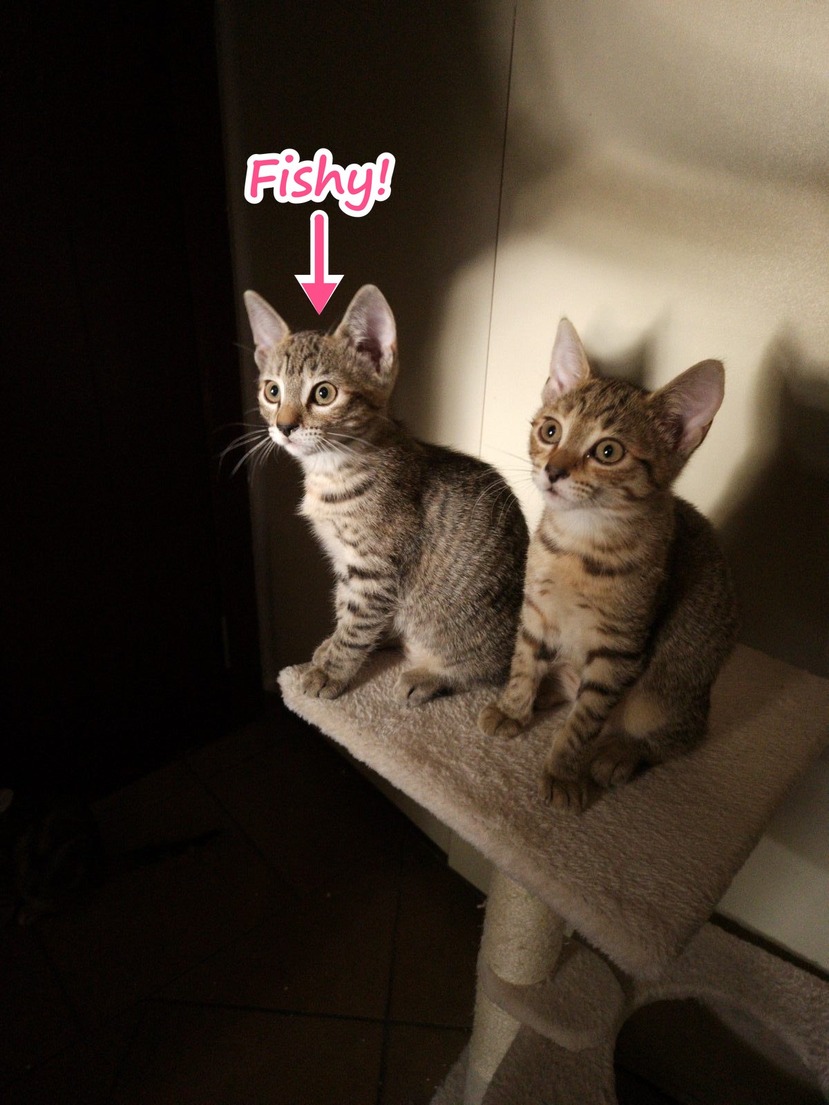 Fishy as a small kitten on a cat tree